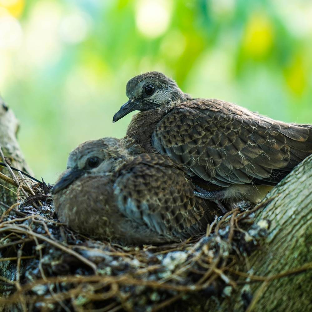 Collared Dove Chicks